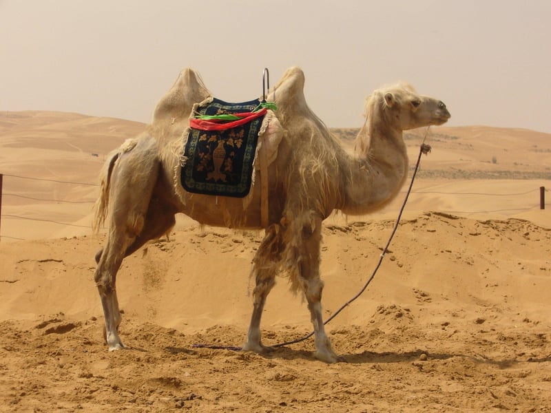 Wildlife Expeditions