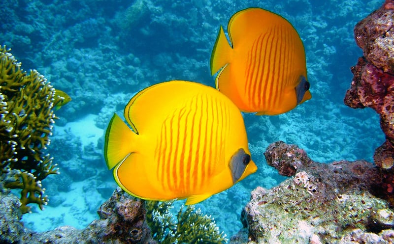 The Muraka, Maldives